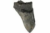 Partial, Fossil Megalodon Tooth #194003-1